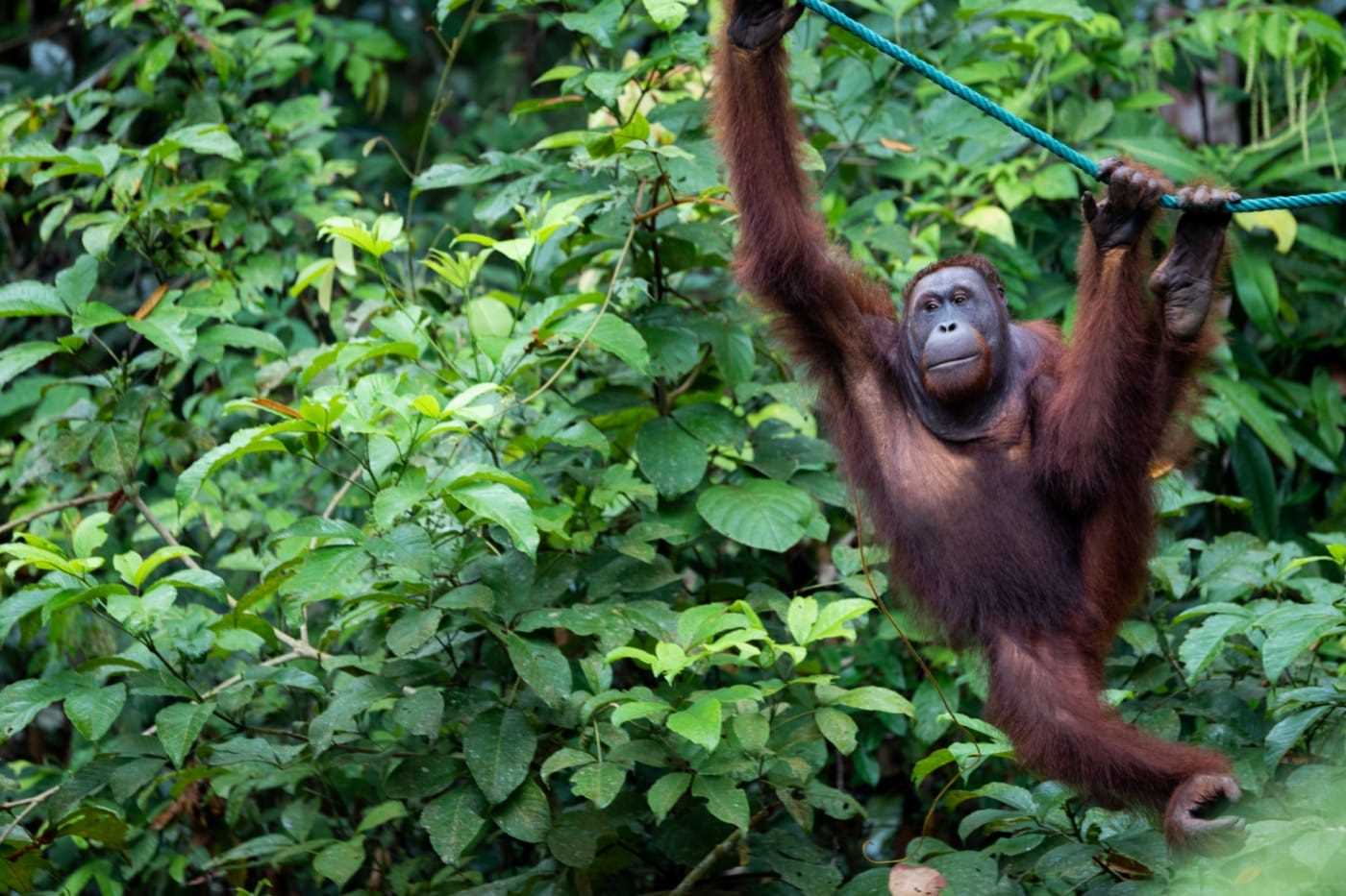 Orangutan in Borneo Nature Reserve.jpg