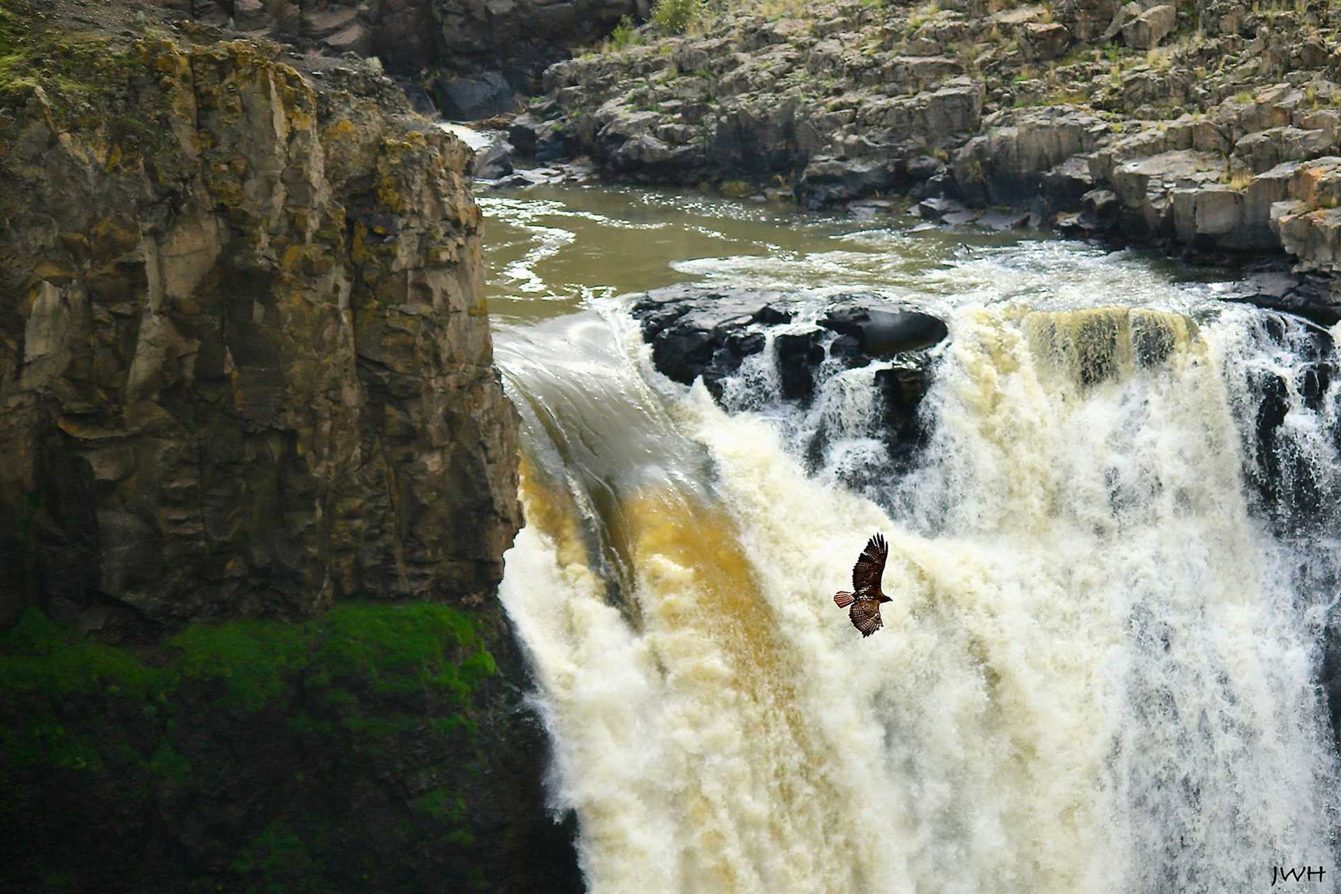 red tailed hawk with river rapids in background