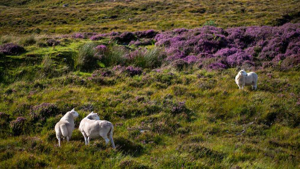 Sheep in a field of heather.jpg