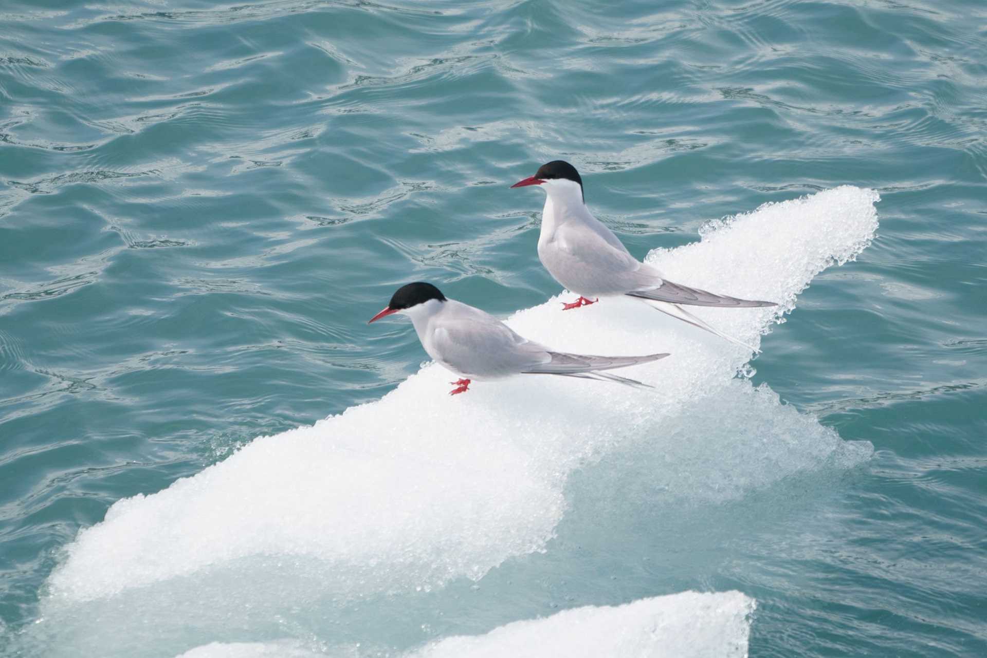 arctic terns