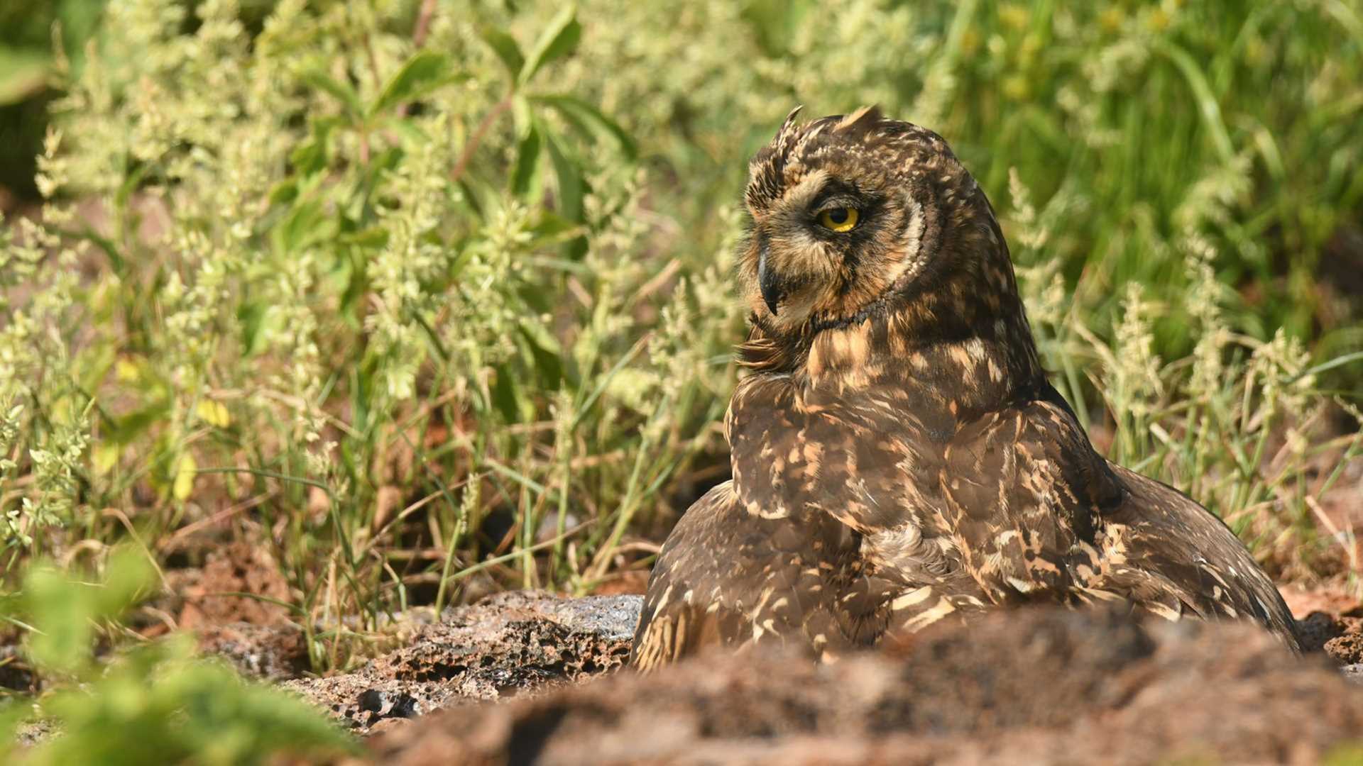 short-eared owl