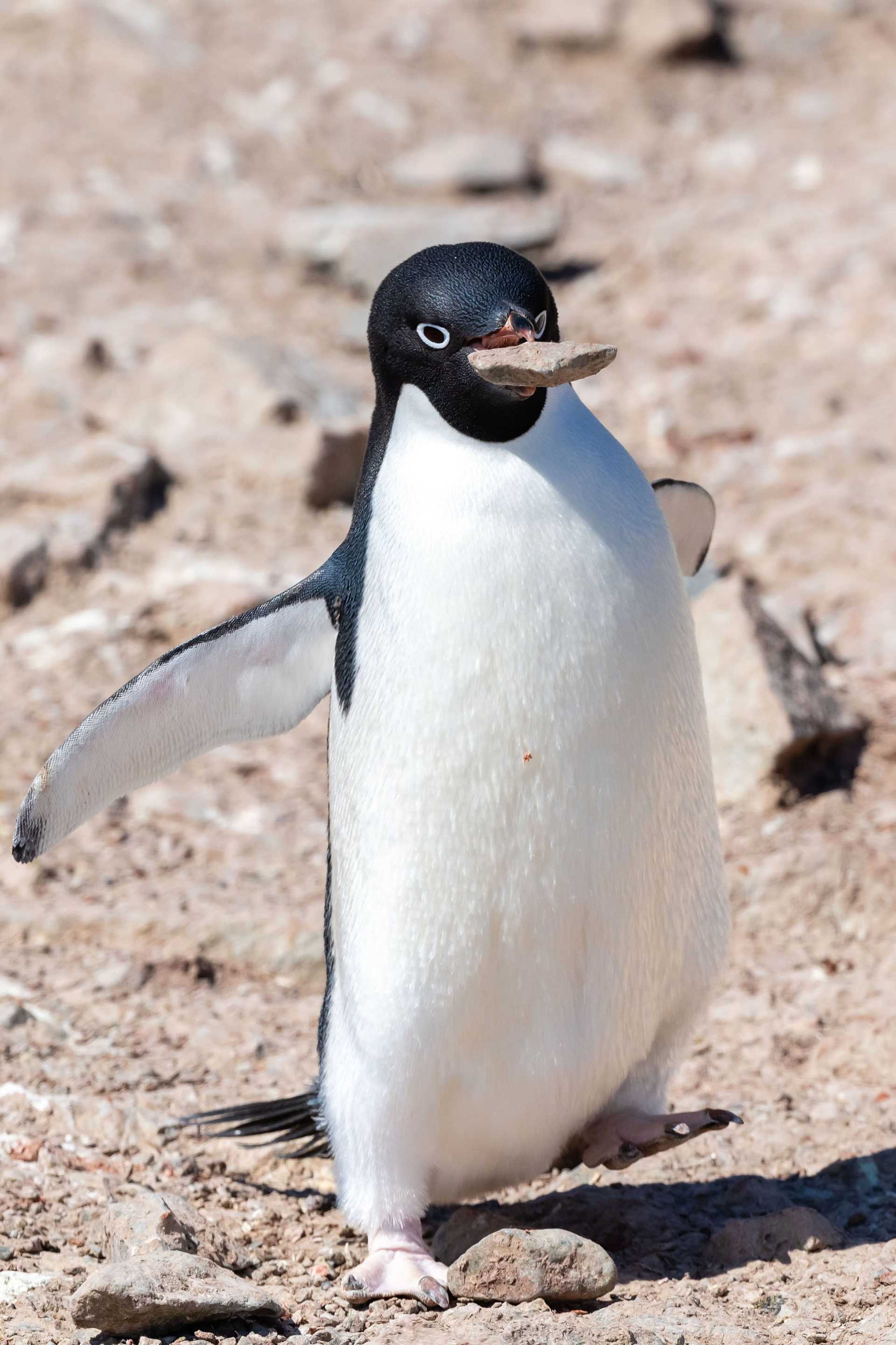 Adelie penguin with stone in its mouth