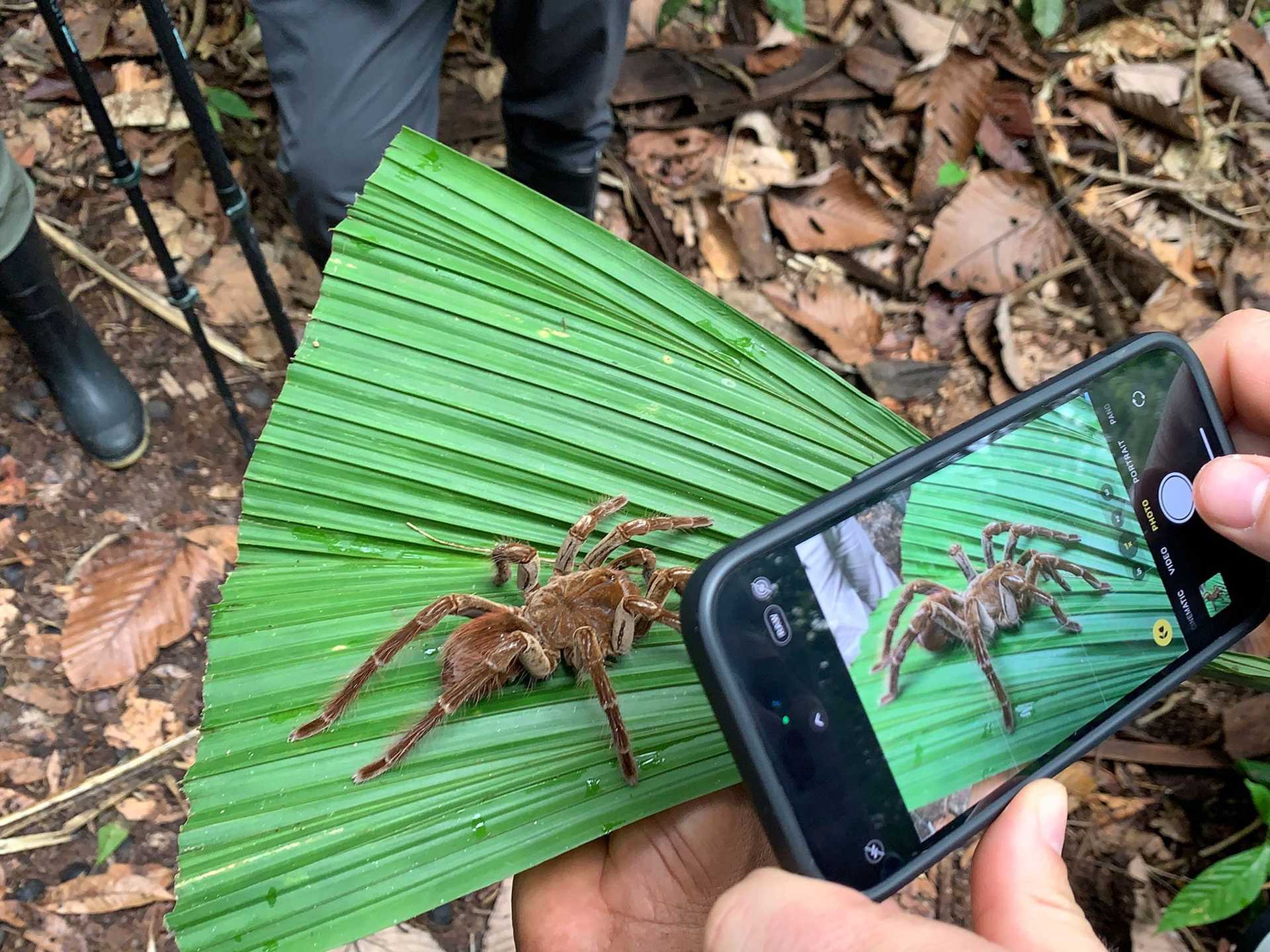 tarantula on a green leaf