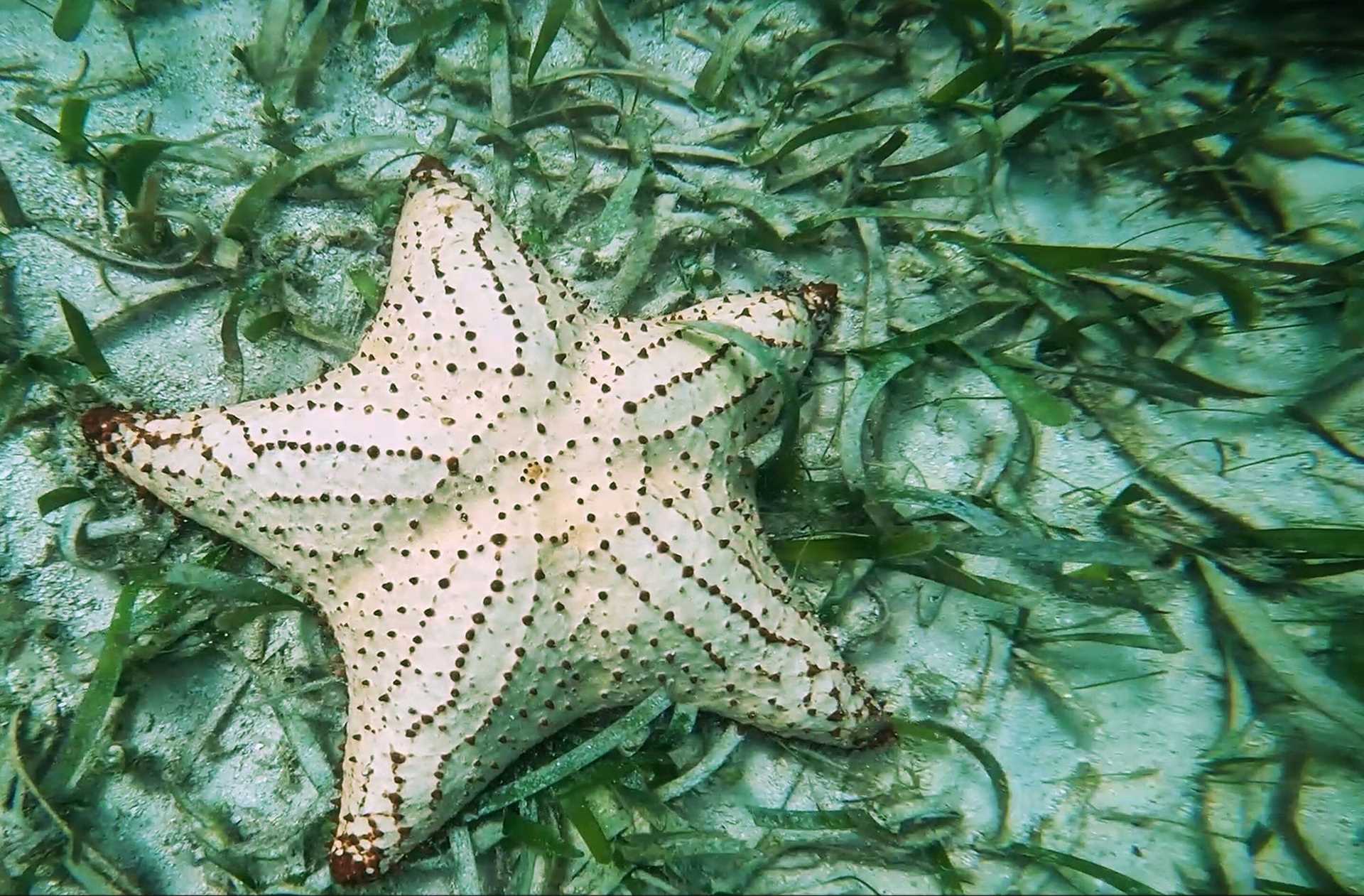 white sea star with black markings