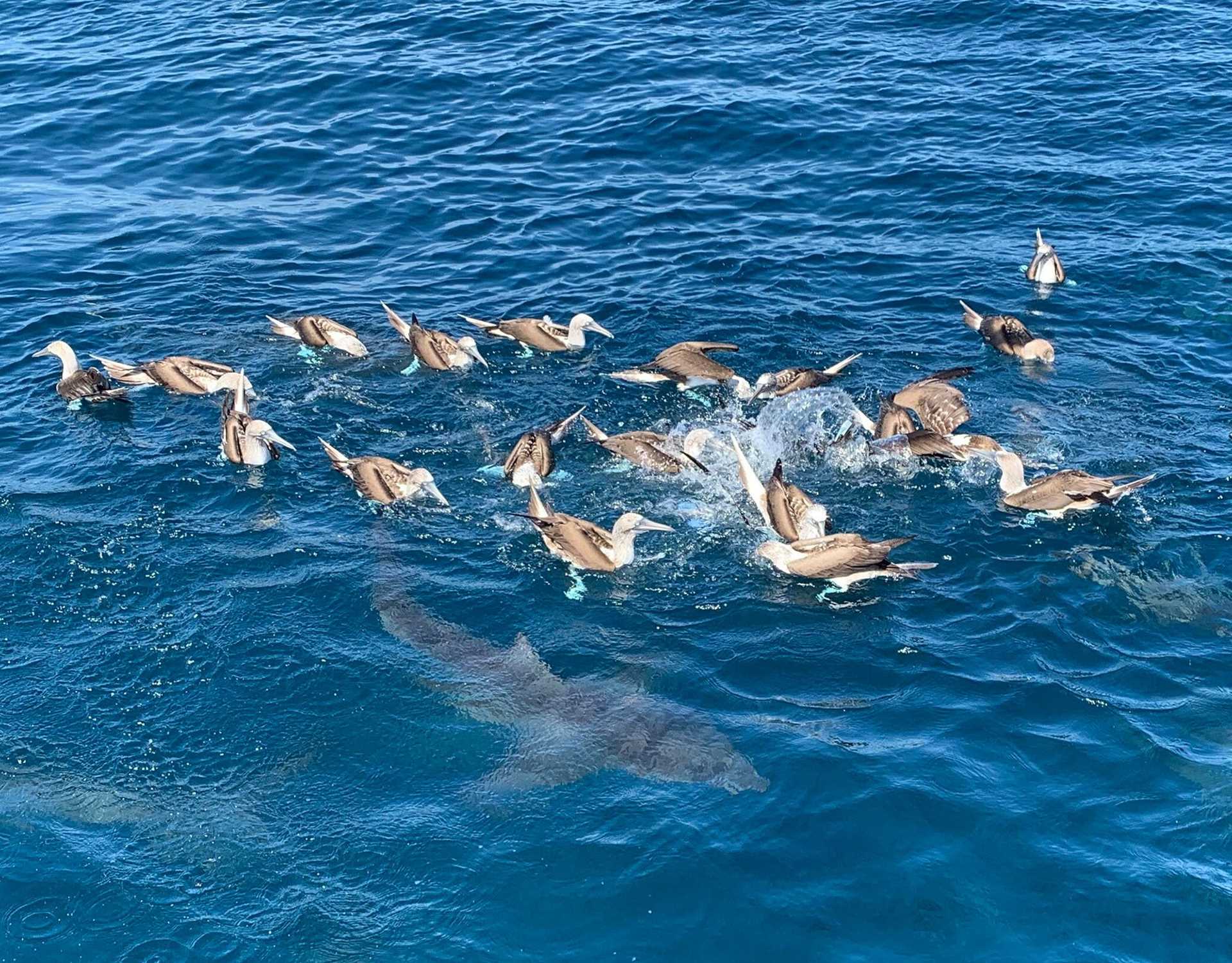 dozens of blue-footed boobies on top of water, with shark visible underneath water