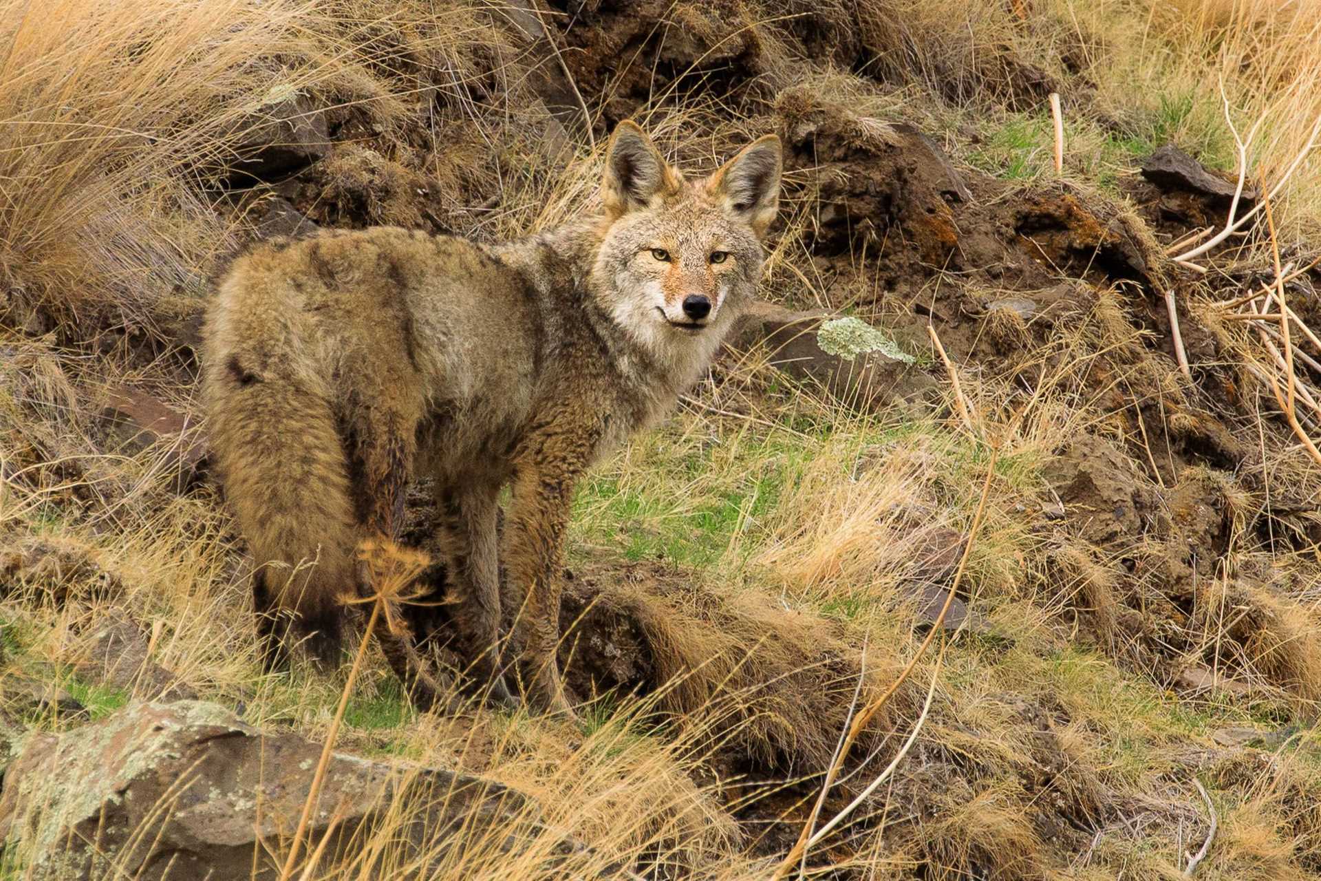 Coyote