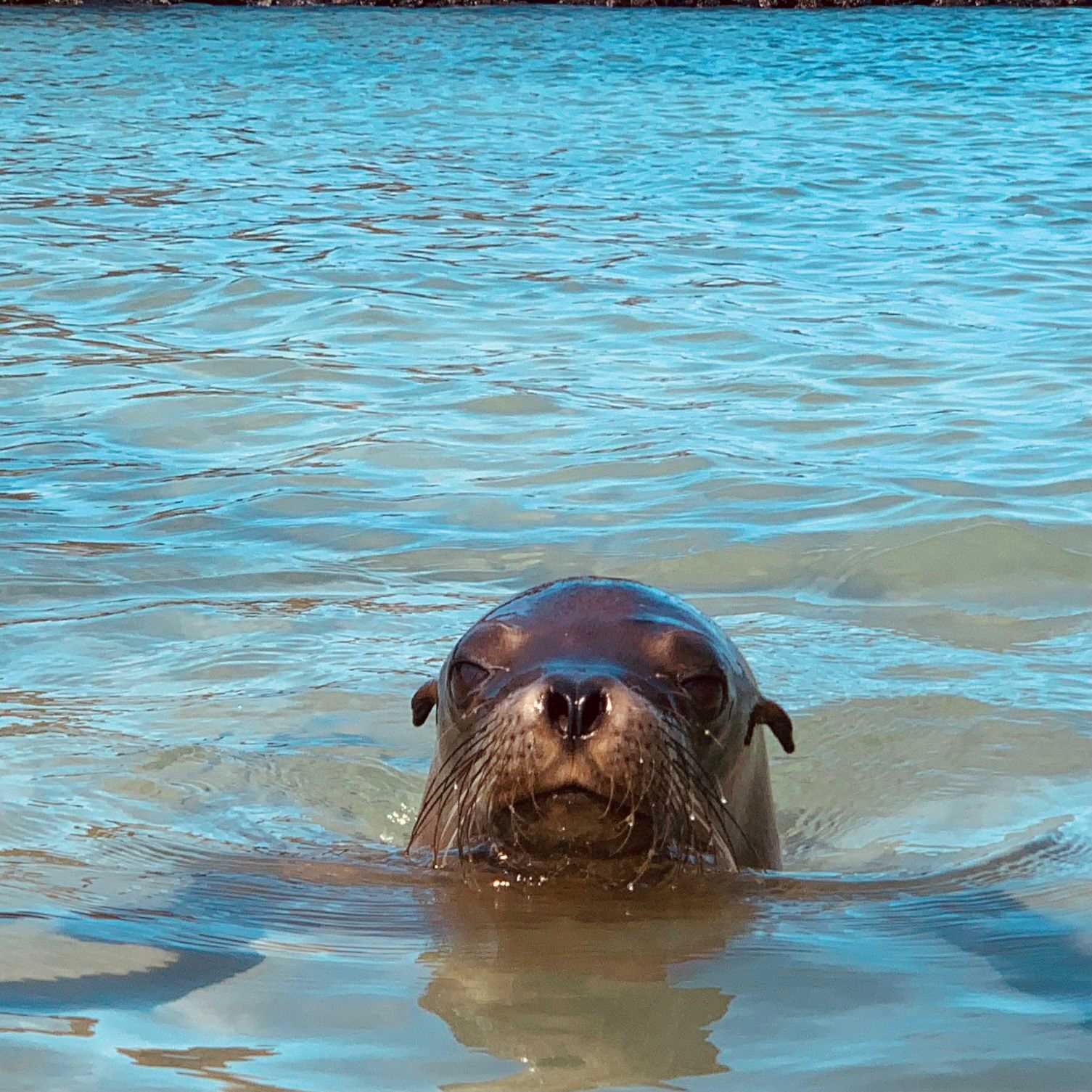 sea lion