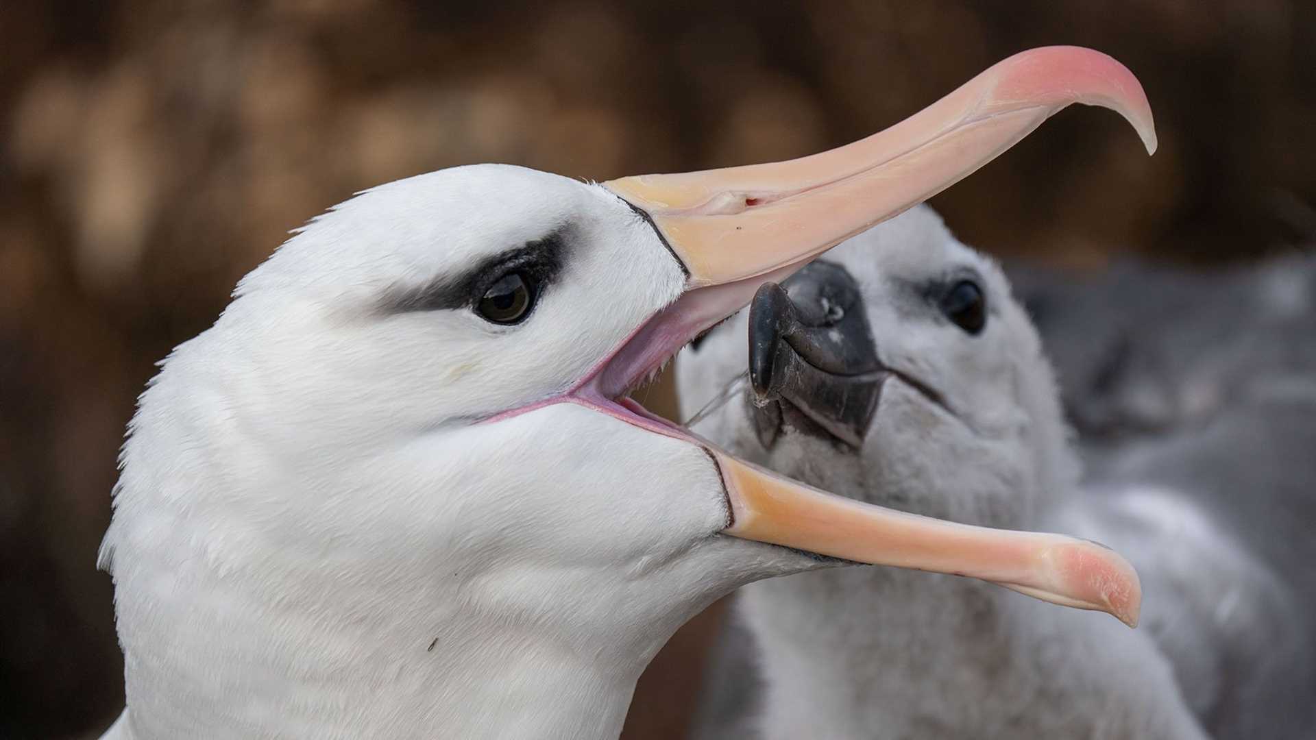 albatross feeding its chick