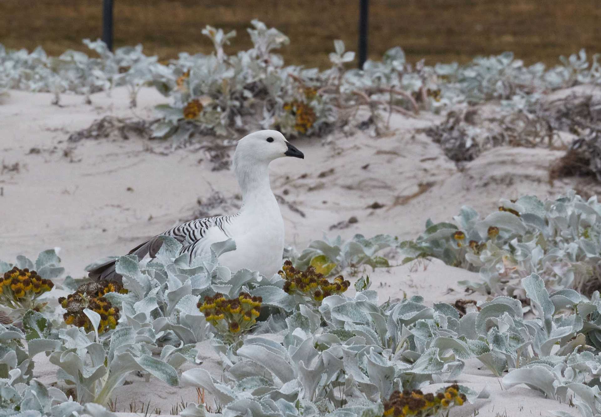 upland goose in sea cabbage