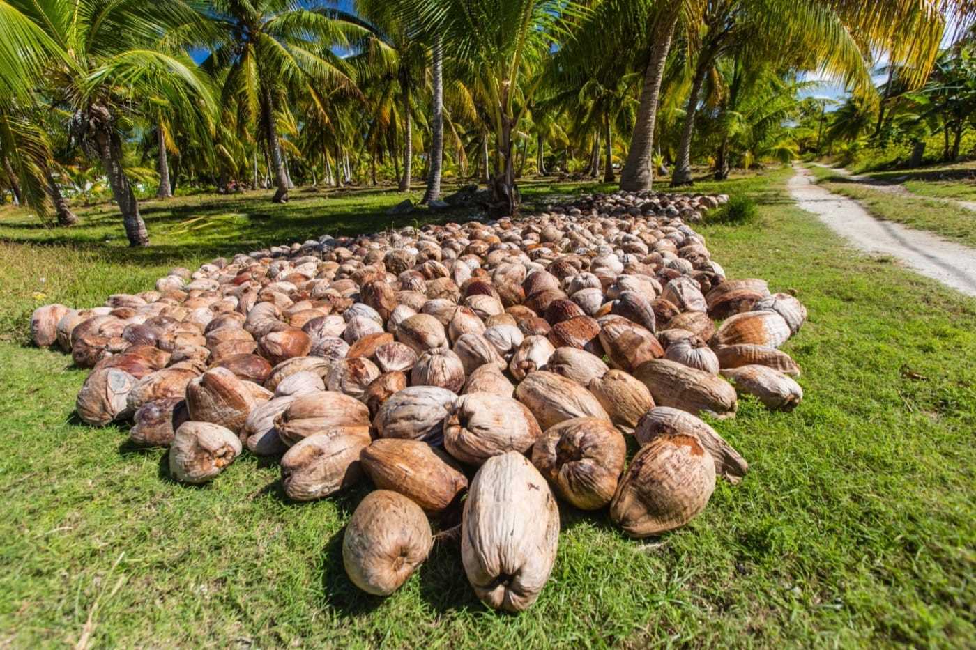 A large amount of coconuts laid out on a grassy field, palm trees in the background