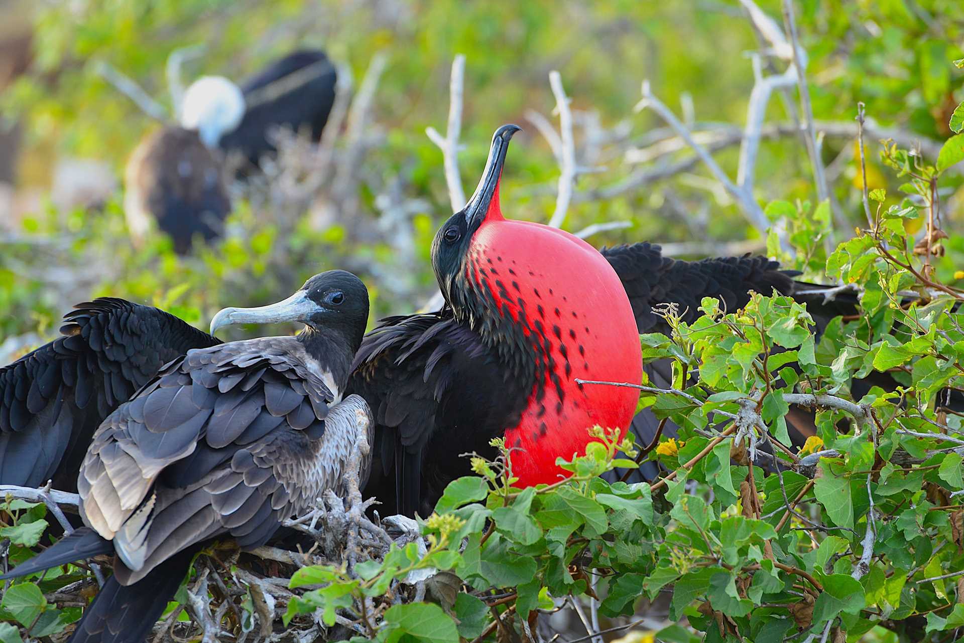 a male and female magnificent frigatebird