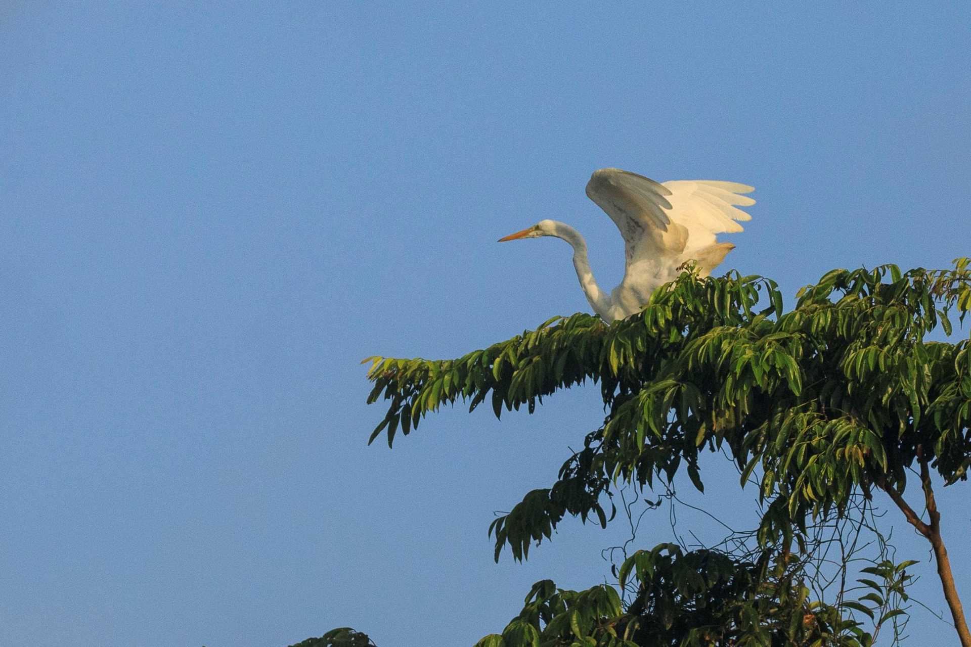 egret