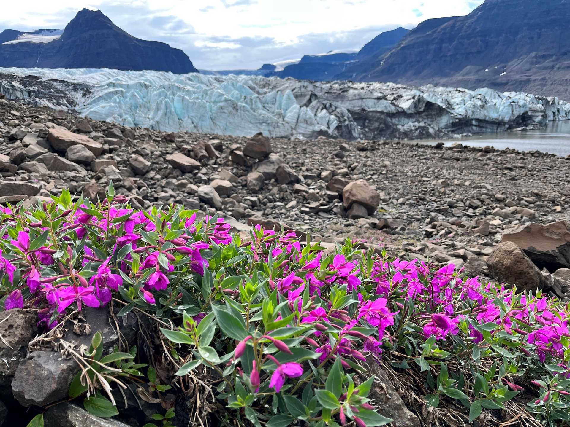 purple flowers in greenland