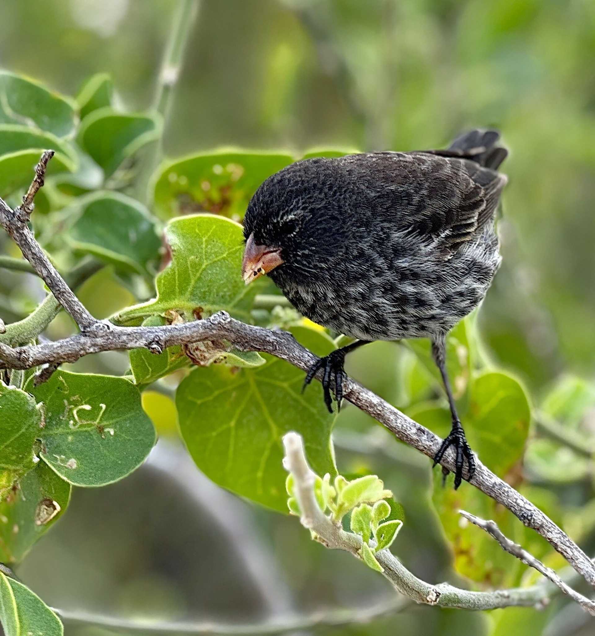ground finch perched among green leaves