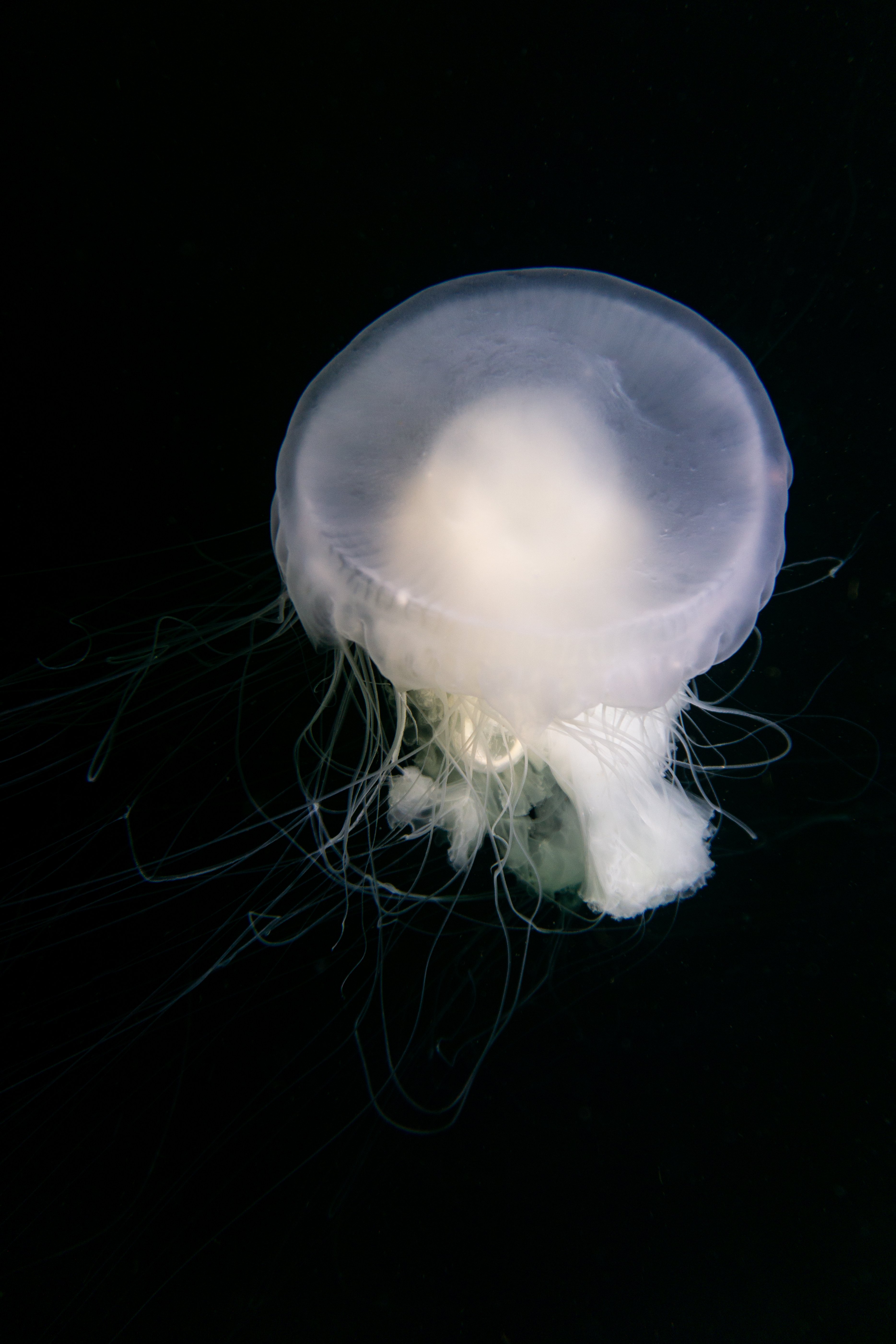 Egg Yolk Jellyfish 2-181007.jpg