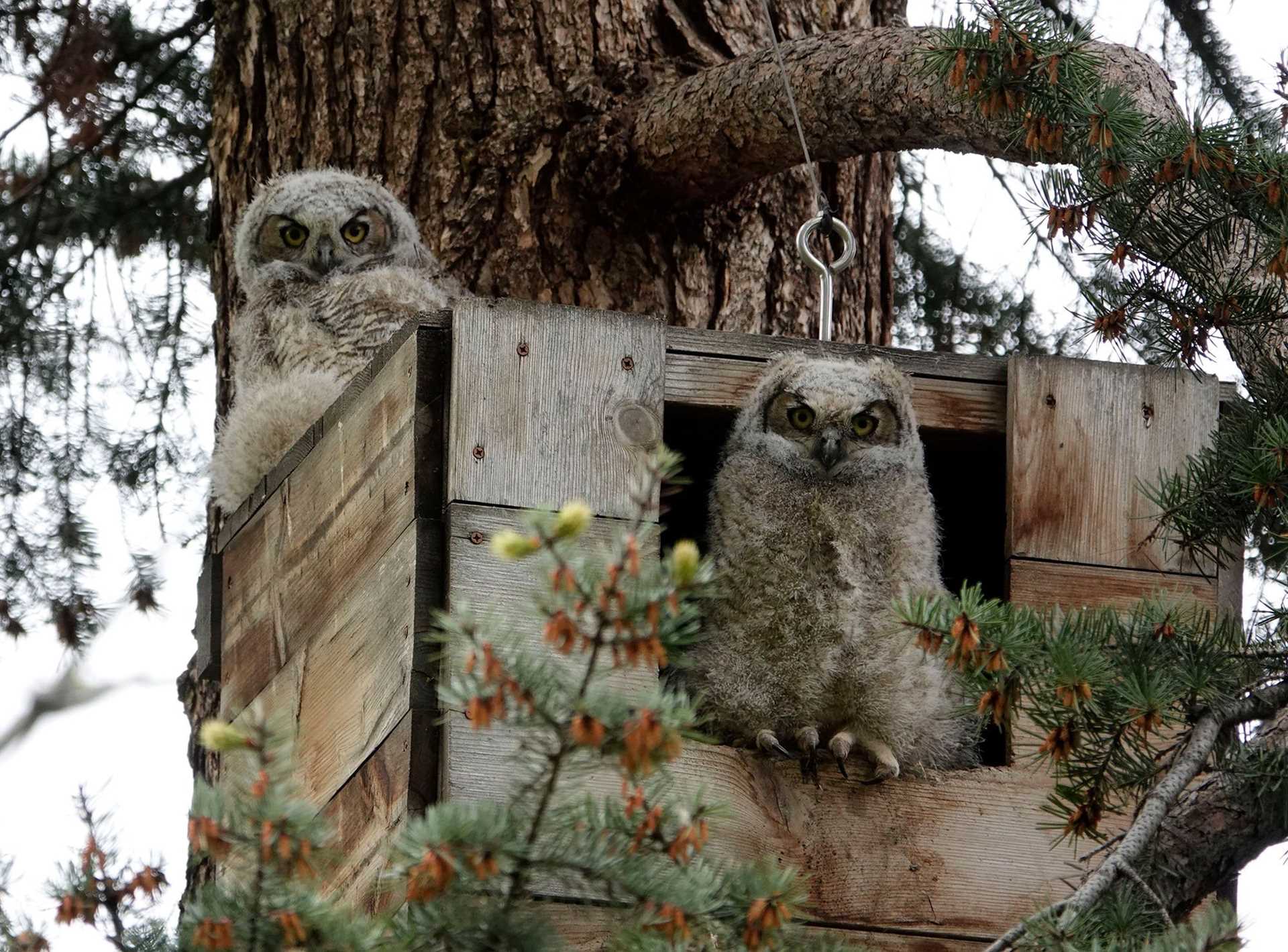 great horned owlets