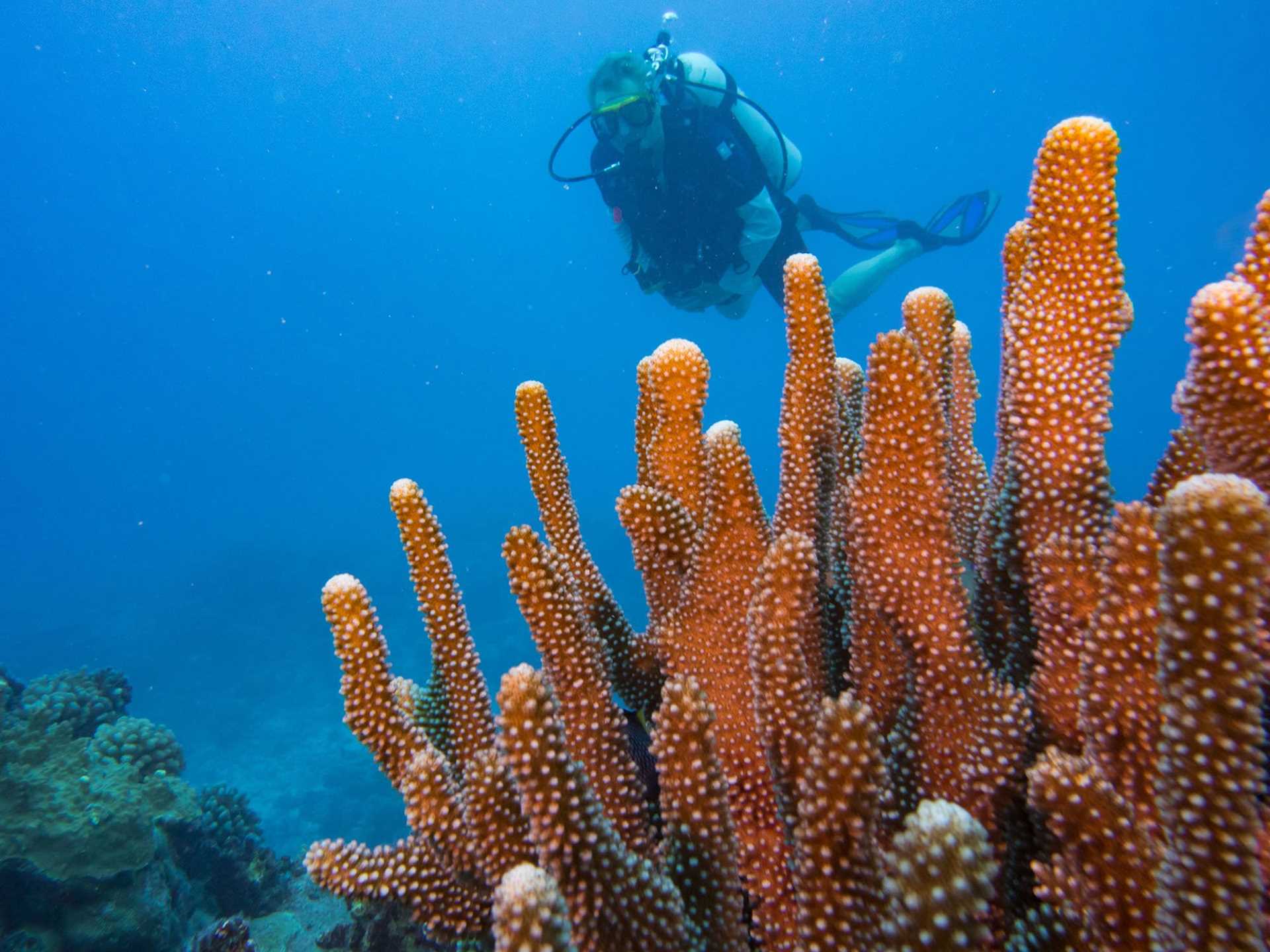 diver among red coral