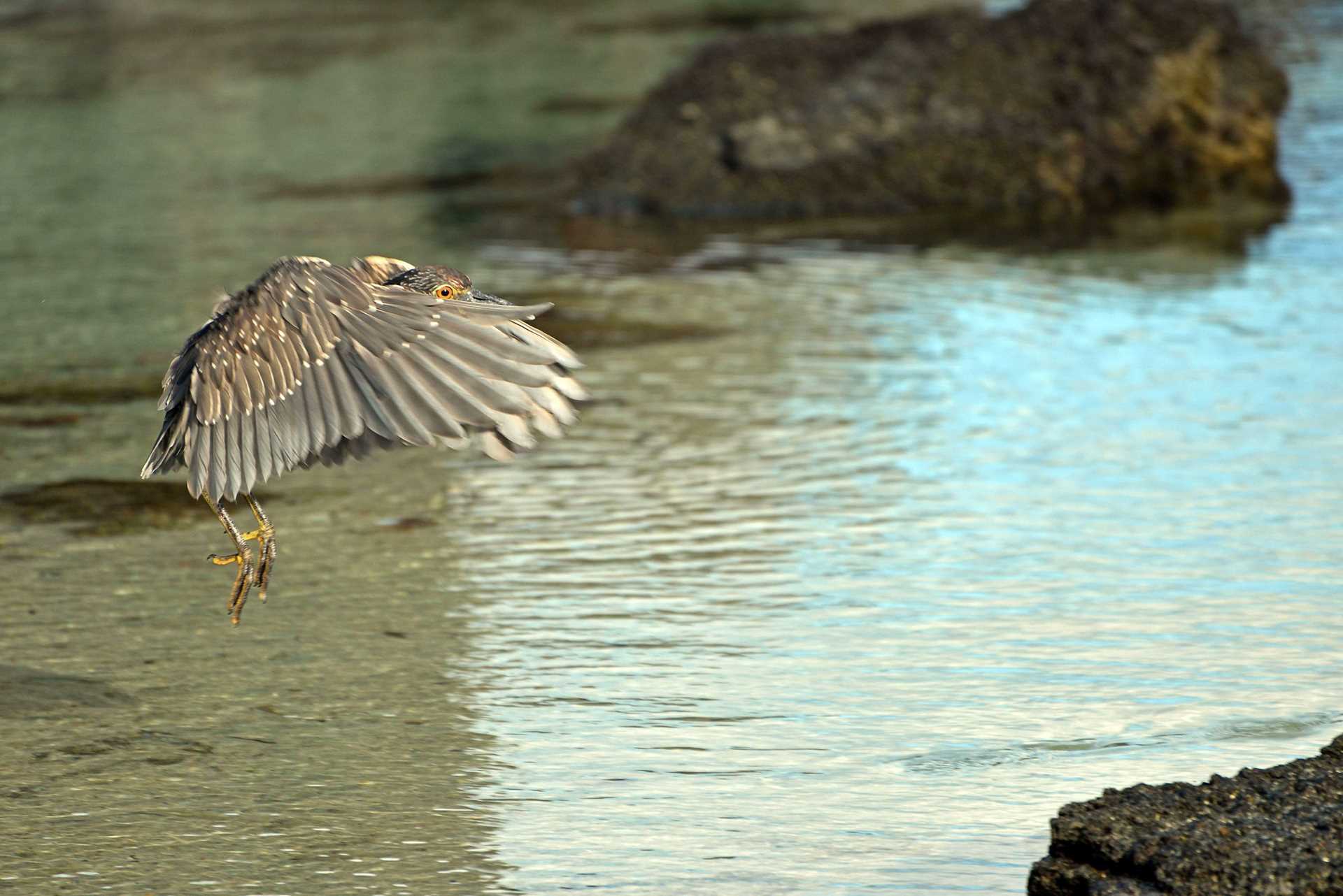 yellow-crowned night heron, a brown bird with long legs, mid flight