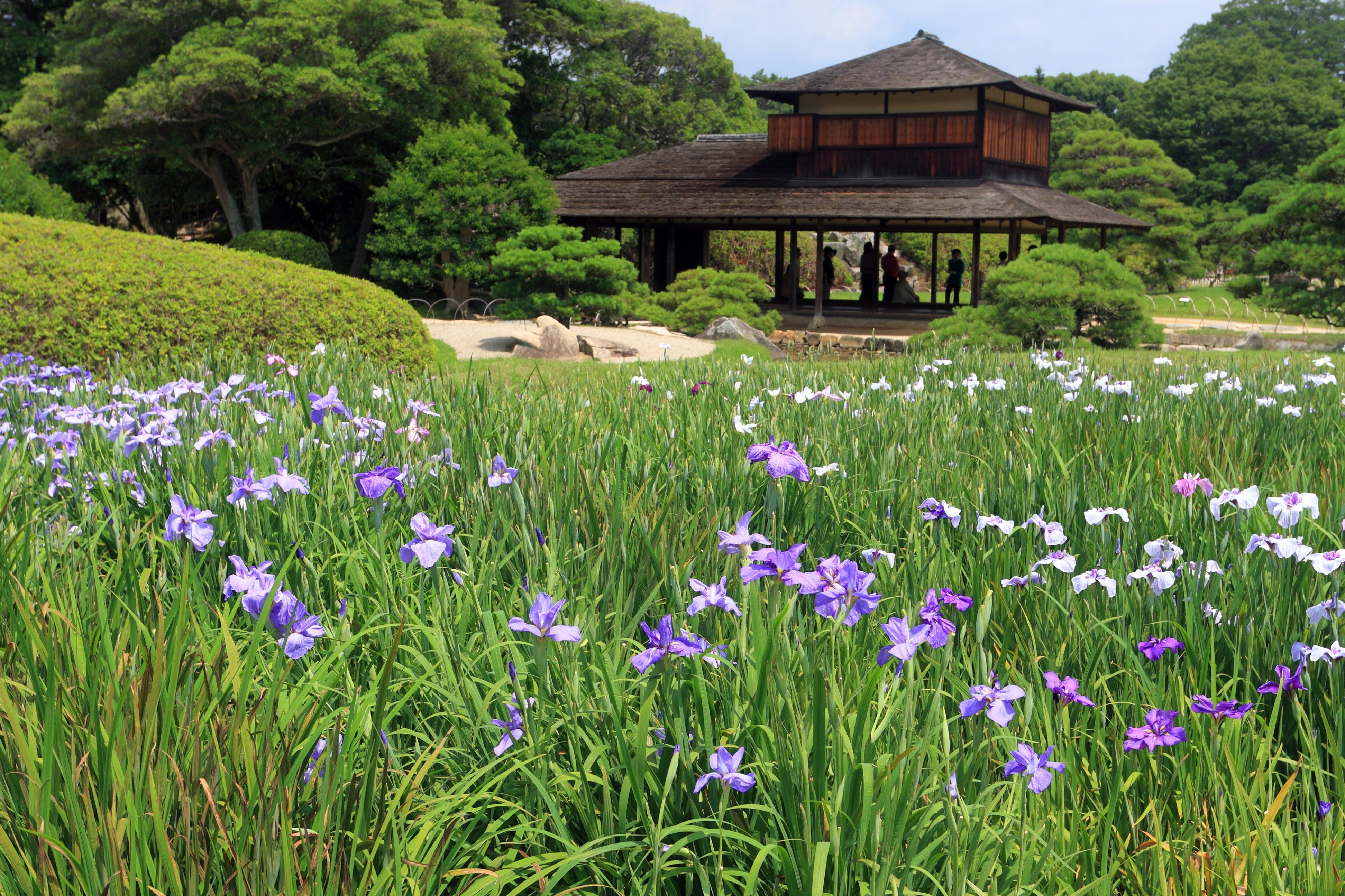 Irises in the japanes garden