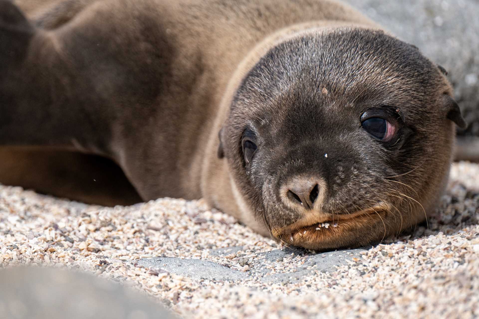 A sea lion lounges on the shores of Bartolomé Island, Galápagos.