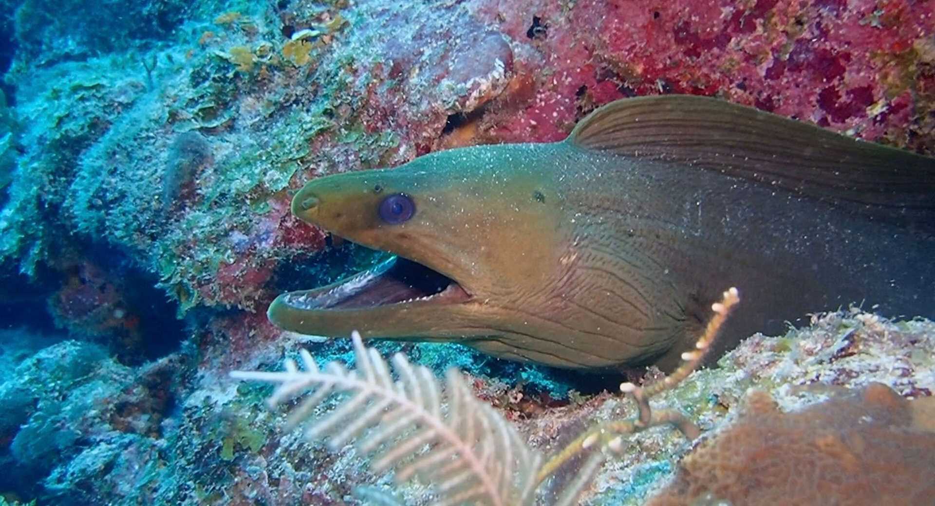 green moray eel