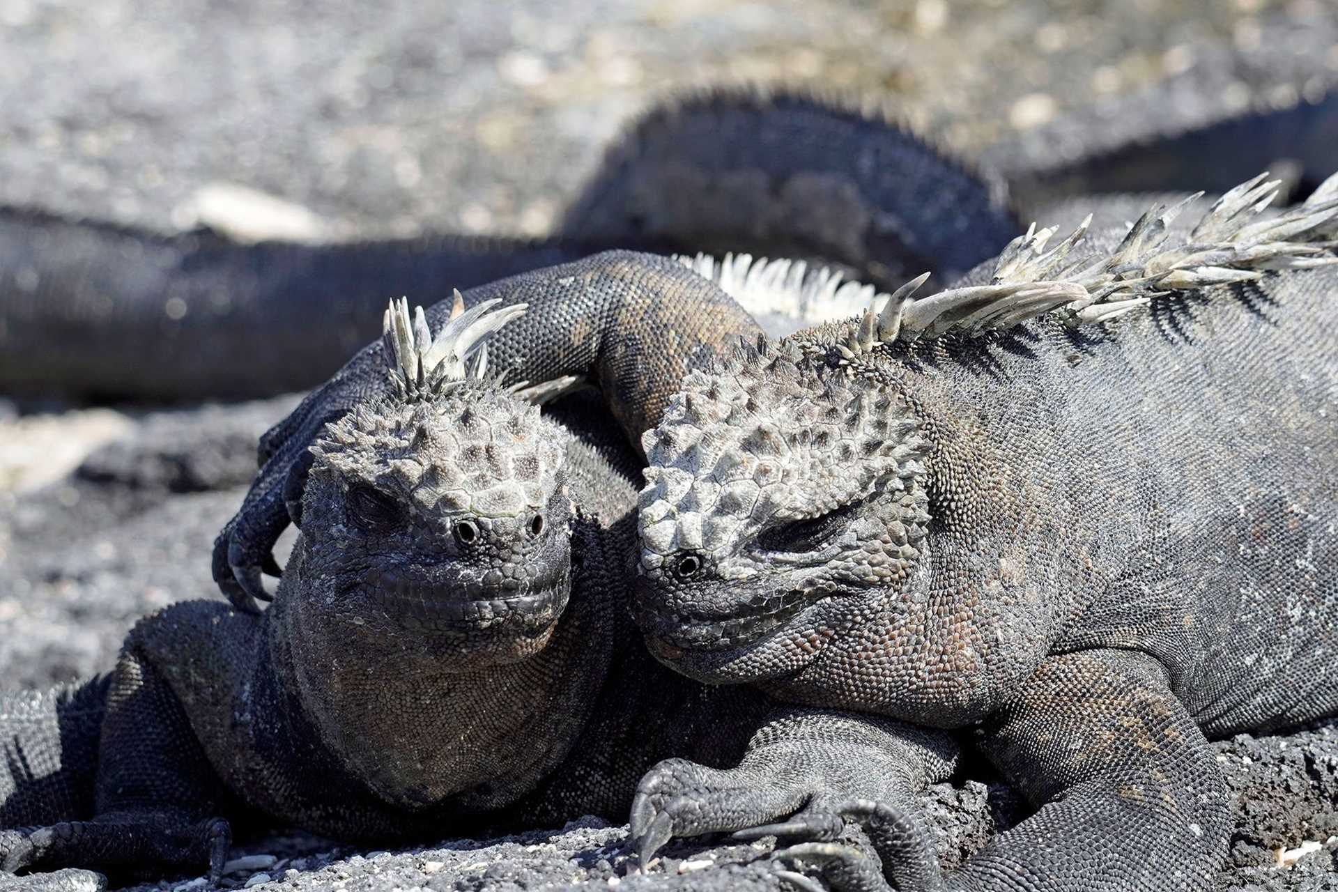 two marine iguanas