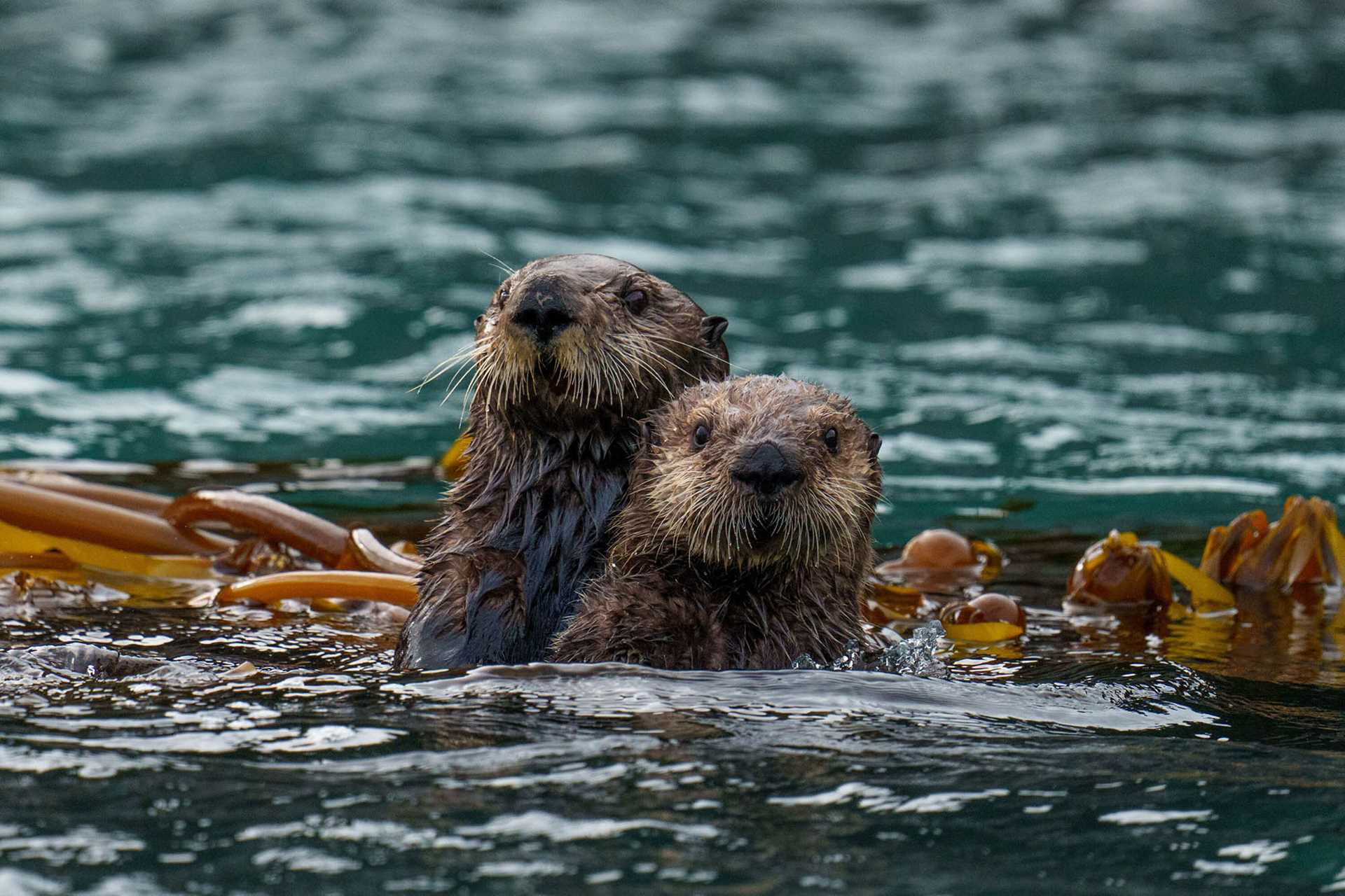 sea otters