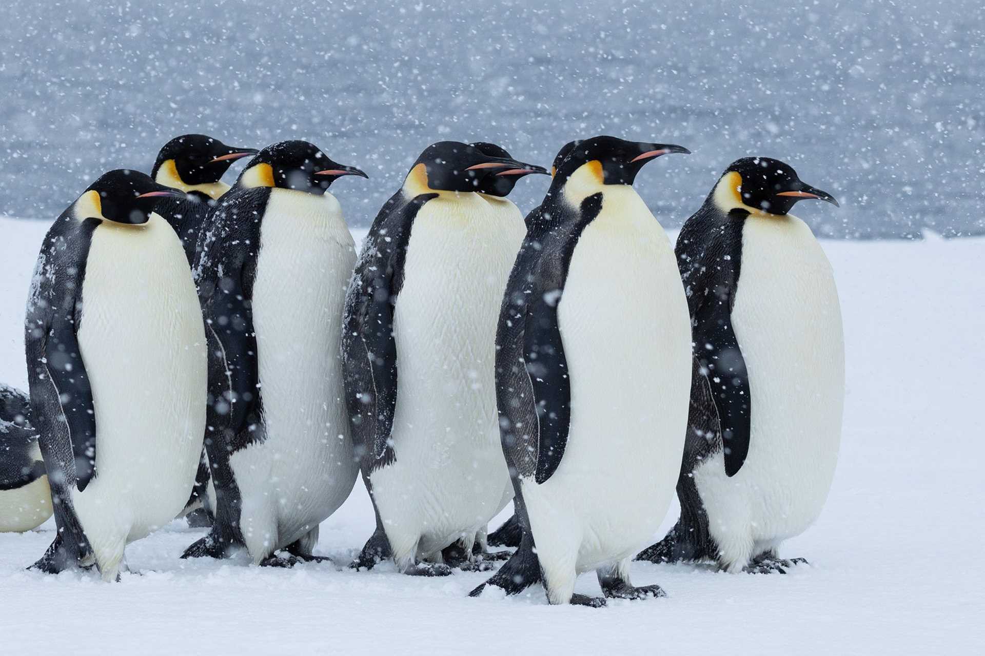 emperor penguins in the snow