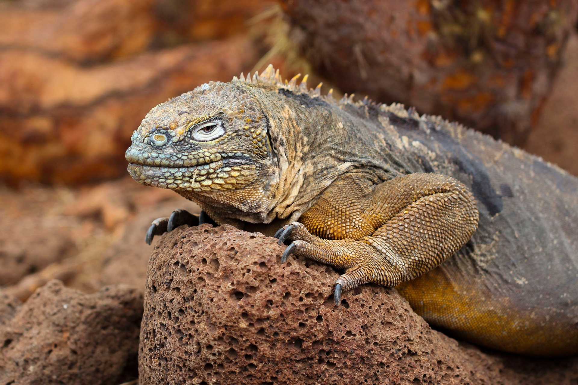 land iguana