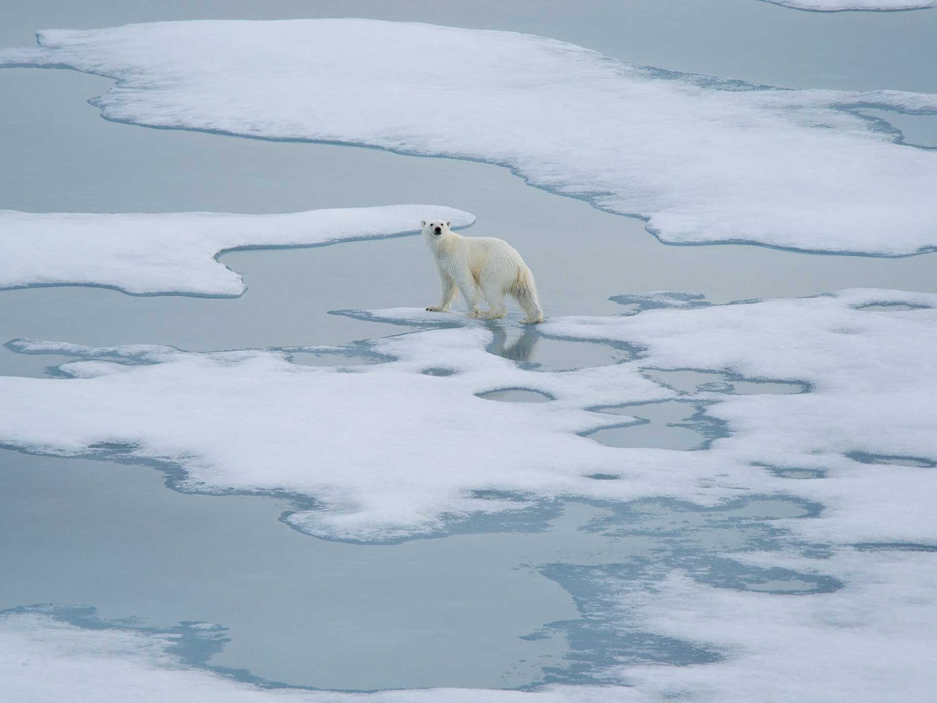 polar bear