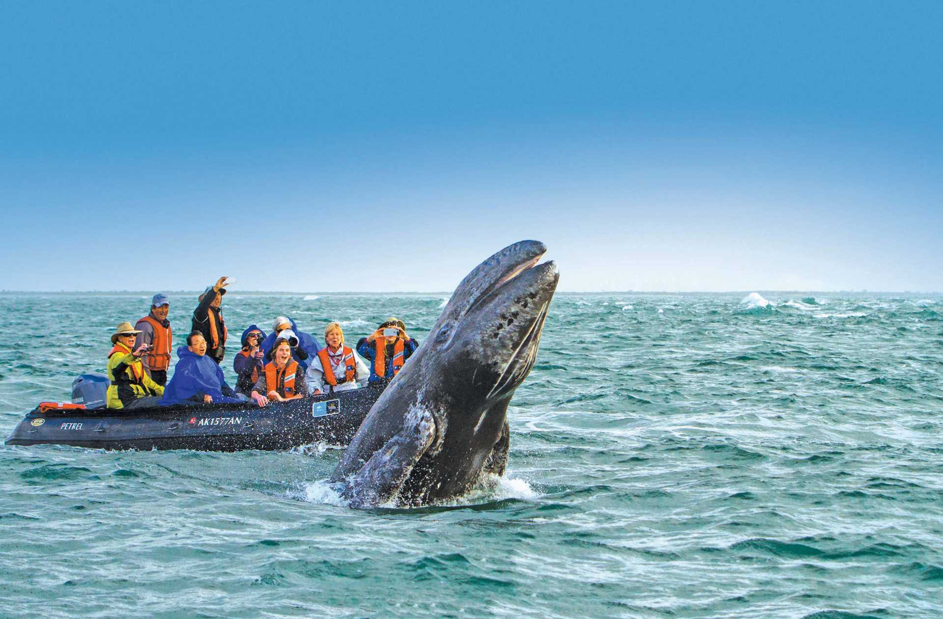 Gray whale in Baja Magdelena Bay.jpeg