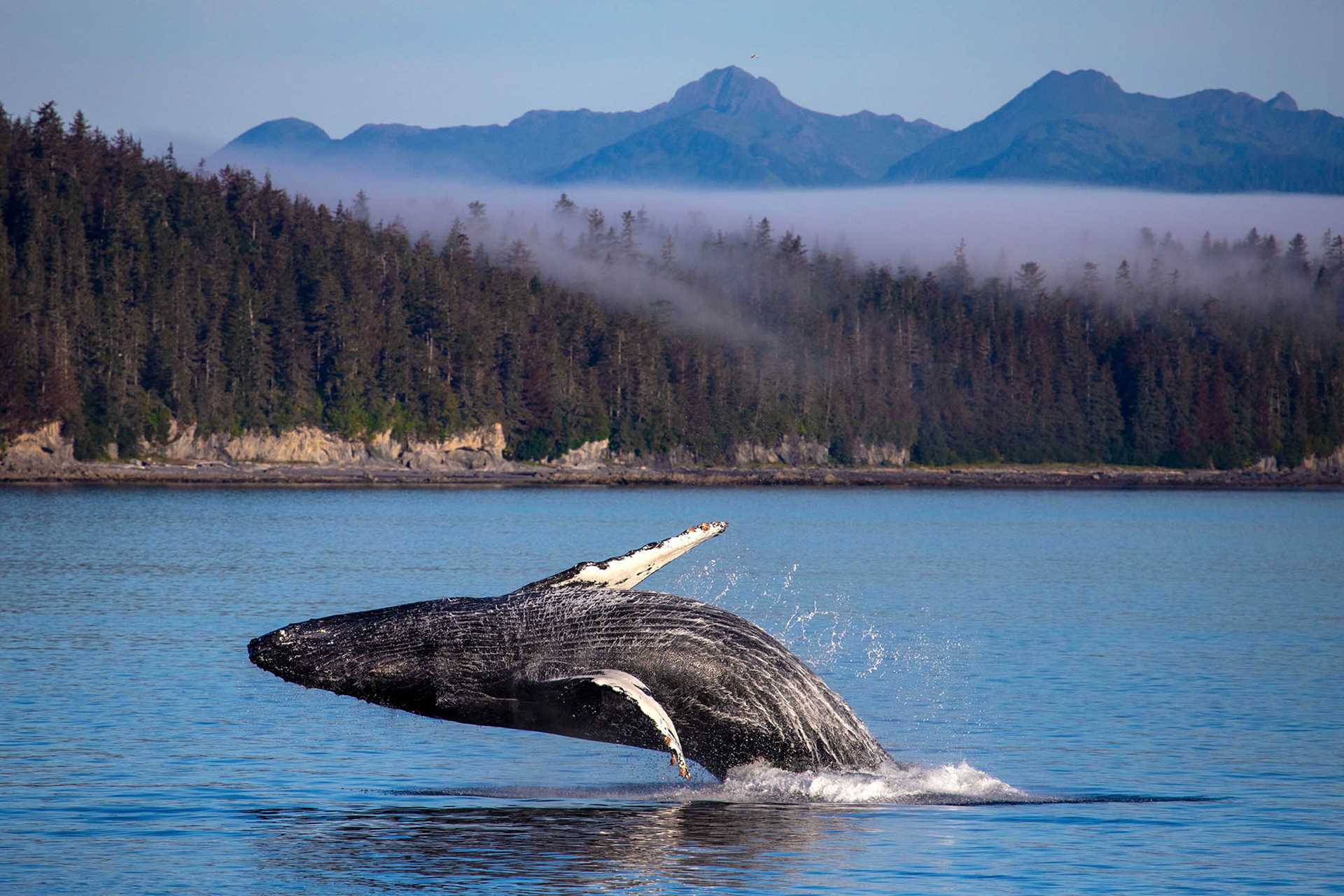 humpback whale breaching