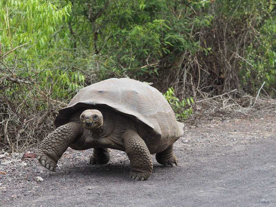 Giant Tortoise on Isabela Island.jpg