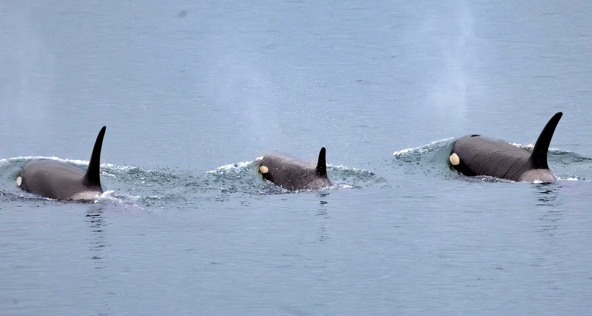 three orcas in the water