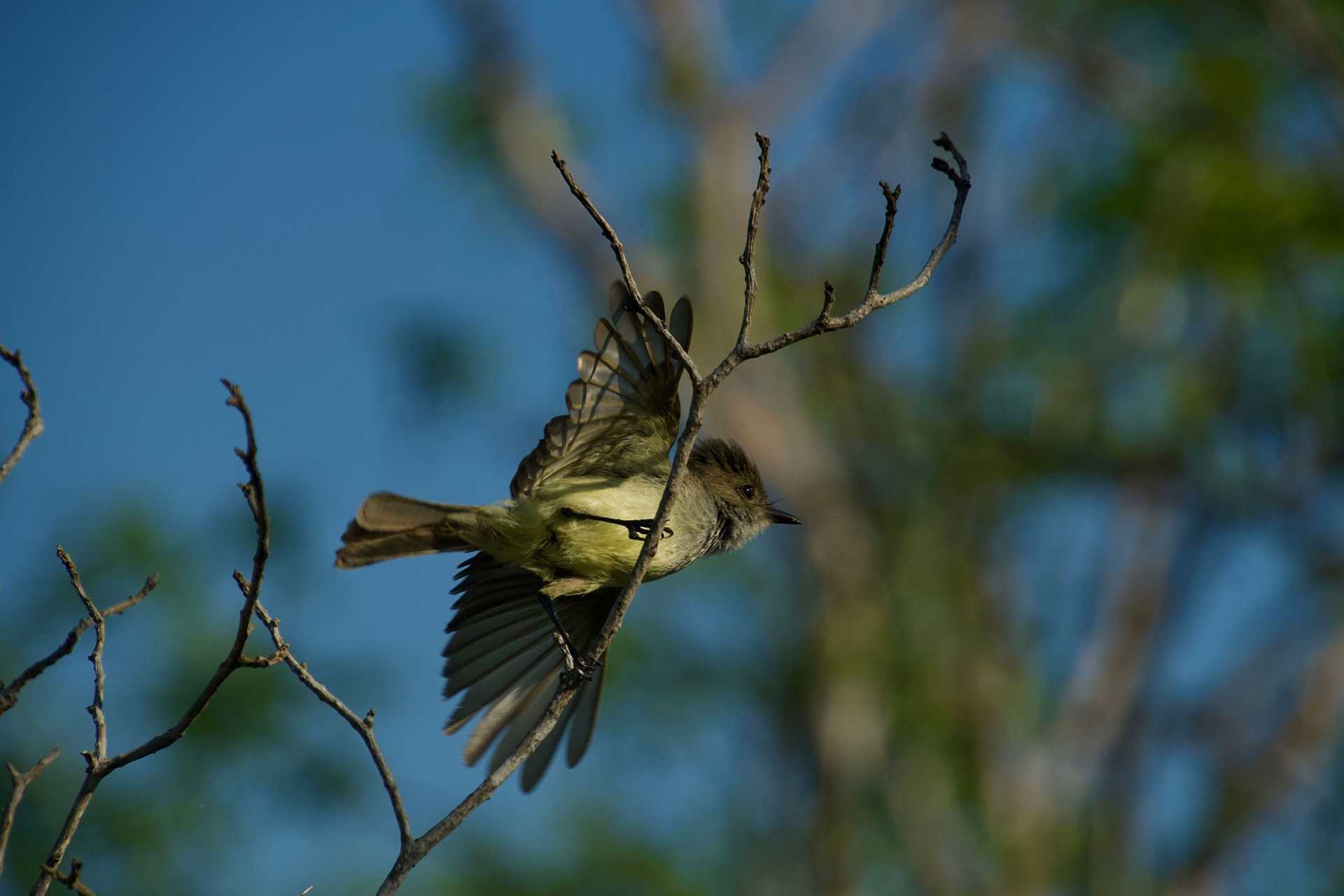 galapagos flycatcher