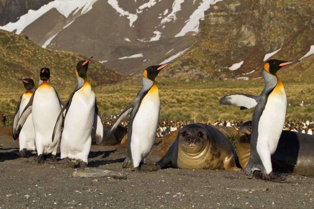 Medium RGB-Lindblad Expeditions-Antarctica South Georgia AA456.jpg