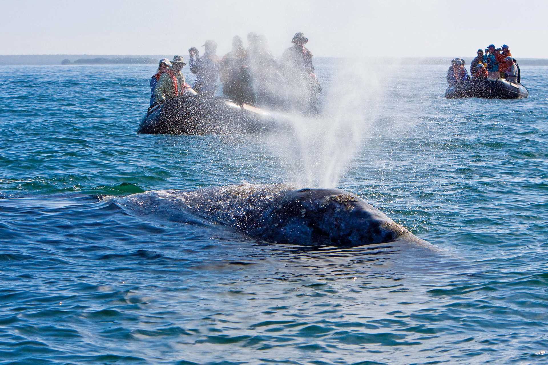 Spouting whale in Baja.jpg