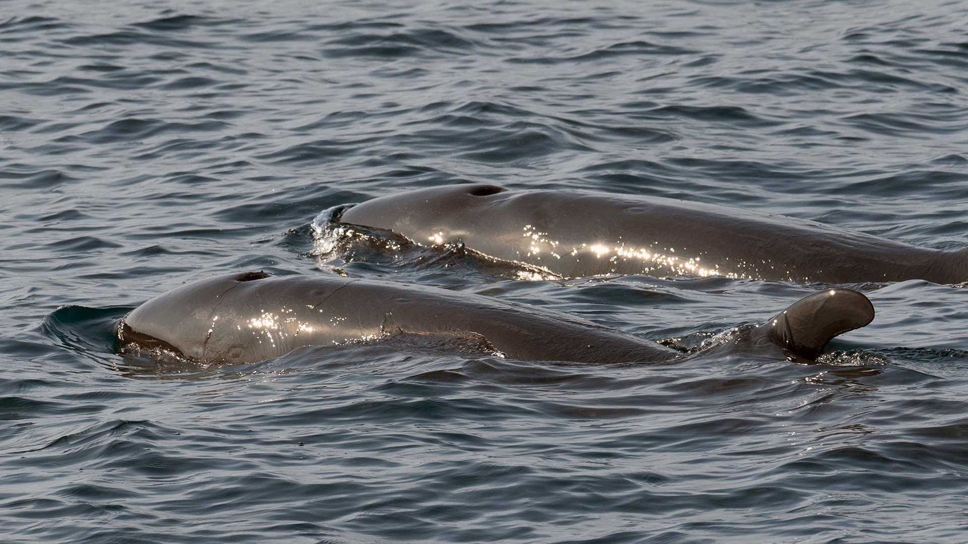 pilot whales